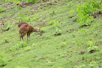 The baby female deer in garden