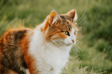 Portrait of Ginger cat pictured outside, relaxing on green grass.
