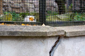 Egyptian vulture (Neophron percnopterus) face with bright yellow beak peeping out through the cage. It is also called the white scavenger vulture or pharaoh's chicken.