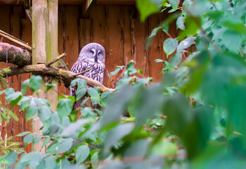 Great grey owl (Strix nebulosa), also known as Phantom of the North, cinereous, spectral, Lapland, spruce, bearded owl and sooty owl, sitting on the branch.
