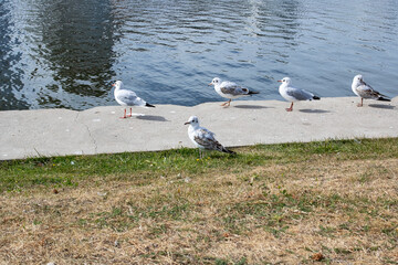 Seagulls on the concrete parapet of the embankment
