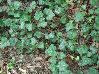 ivy plant background