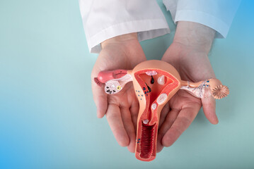 doctor Gynecologist holds model of female reproductive system in the hands. Help and care concept