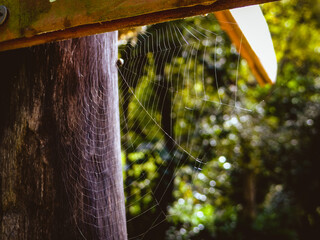 Telaraña - Spiderweb