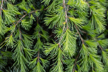 Young bright green needles of Himalayan cedar Cedrus Deodara, Deodar growing on embankment of resort town of Adler. Close-up.