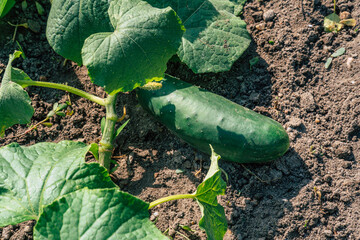 Obraz premium nice fresh bio cucumber growing in the garden