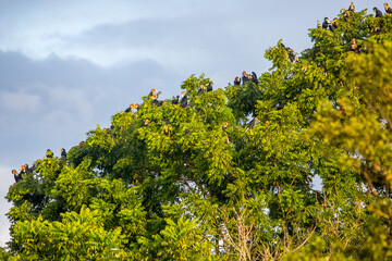 Fototapeta na wymiar Group of plain-pouched Hornbills setting in tree.