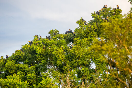 dird on tree in the meadow