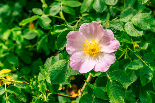 pink rosehip flower blossom detail