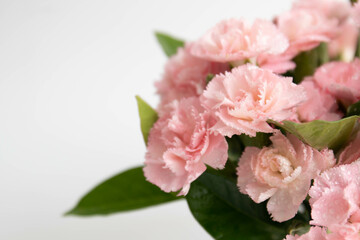 Close up Blooming Pink Mini Carnation on White Background