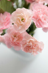 Close up Blooming Pink Mini Carnation on White Background