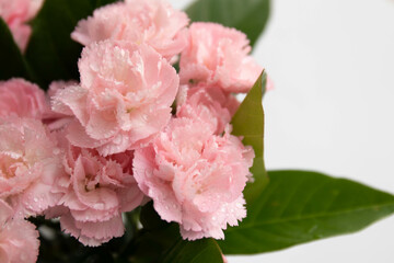 Close up Blooming Pink Mini Carnation on White Background