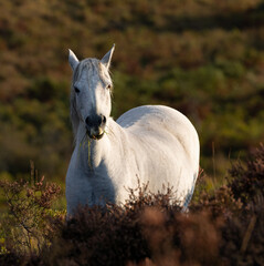 A white pony in early morning sunlight eating grass in the New Forest Hampshire UK