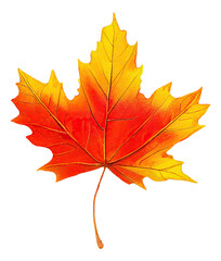 Red and yellow maple tree leaf cut out, digital illustration