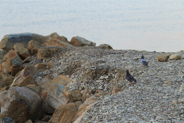 pigeon birds walk on the sea coast on huge rocks breakwaters
