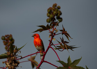 Oiseau Cardinal de l'Ile Maurice, endémique de l'ile, dans sa magnifique robe rouge, à la recherche d'insectes pour nourrir sa nichée