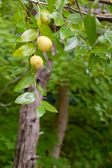 初秋の公園にナツメの木の黄色い実