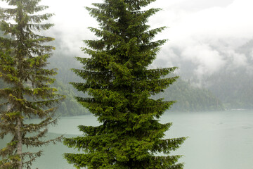 Big spruce on foggy mountain lake