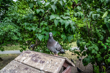 A large gray pigeon is sitting in a feeder in a city park. The trees of the park are visible in the background.