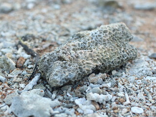 selective focus on broken coral on the beach damaged by fish bombs