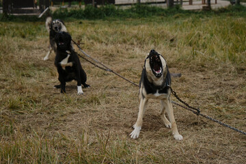 Mongrels on chain outside barking and want to be free. Northern riding mestizos of Siberian Husky...