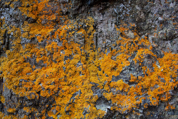 Natural stone background with rough textured surface and lichen. Spots of orange lichens on grunge background of mineral old gray stones, close-up.