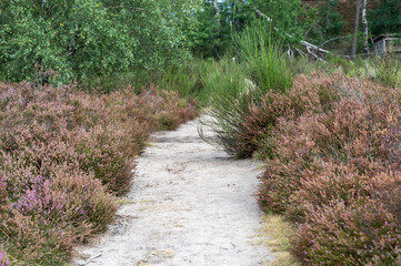 Heideblüte Lüneburger Heide