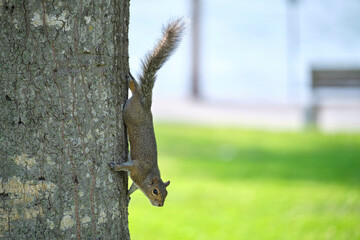 Beautiful wild gray squirrel climbing tree trunk in summer town park
