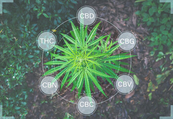 Cannabis Plant at Farm. Growing with the image of the formula THC CBD,CBG,CBV,CBD, and CBN