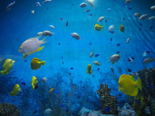 Fototapeta na wymiar School of different varieties of fish swimming in water in COEX Aquarium, Seoul, South Korea