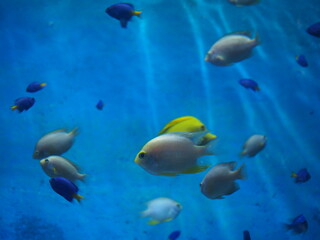 Plakat School of different varieties of fish swimming in water in COEX Aquarium, Seoul, South Korea