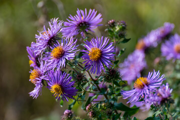 Wild Purple Asters Growing In The Field