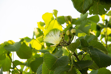 Uma flor no pequizeiro. Pequi, fruto típico da região central do Brasil.