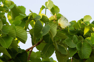 Uma flor no pequizeiro. Pequi, fruto típico da região central do Brasil.