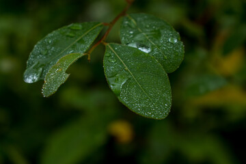 Very beautiful green leaves and dew.