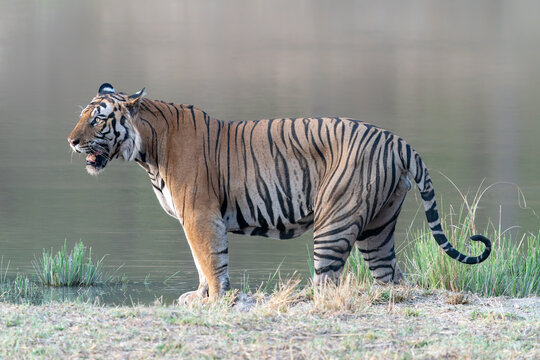 Tiger, Bengal Tiger (Panthera tigris Tigris), walking near a lake in Bandhavgarh National Park in India. Reflection in the water.