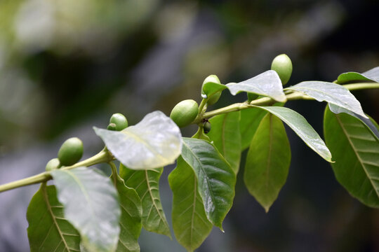コーヒー豆の木