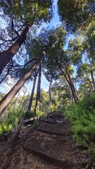 arboles