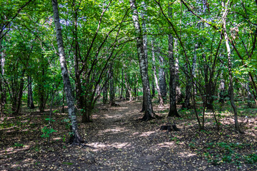 Obraz premium Paths in the park area. dirt road in the city park