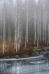 White birch tree trunks in autumn forest, stony lake shore beginning to freeze.