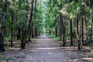 Paths in the park area. dirt road in the city park