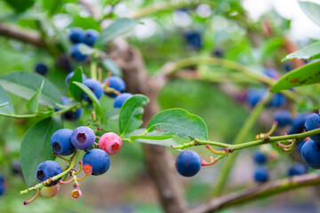 都会のブルーベリー畑で完熟ブルーベリー狩り・収穫・量り売り（東京都練馬区）
