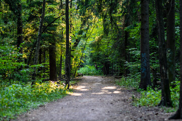 Fototapeta premium Paths in the park area. dirt road in the city park