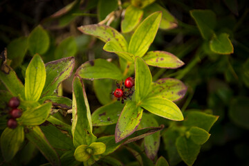Obraz na płótnie Canvas Wild dark red berries on green leaves background
