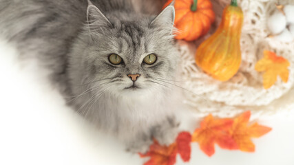 Portrait of a cute gray beautiful cat next to pumpkins. The cat is looking at the camera. Cozy autumn weekend concept. View from above