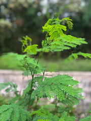 Close Up of Green Pithecellobium Confertum Plant with Forked Leaves