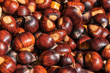 beautiful ripe sweet chestnuts autumn detail