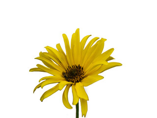 yellow flower isolated on white background
