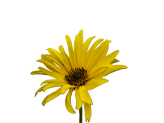 yellow flower isolated on white background