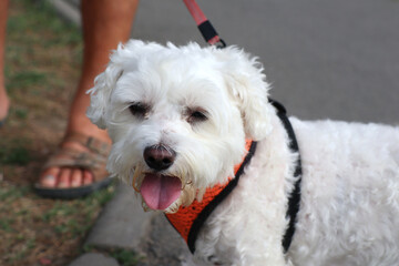 bichon maltese on a leasch